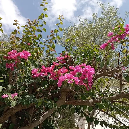 Domus Garden 올비아