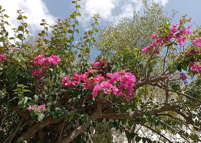 Domus Garden Όλμπια